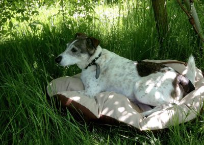 Auch Hunde fühlen sich wohl in der Klutekate