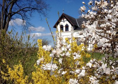 Die Magnolienblüte in Scheggerott
